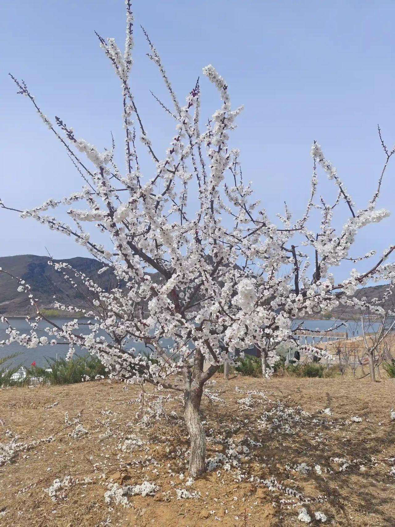 春天到了，万物复苏，看到桃花开得这么旺盛，联想到我们的人生，如今正是盛年，希望如