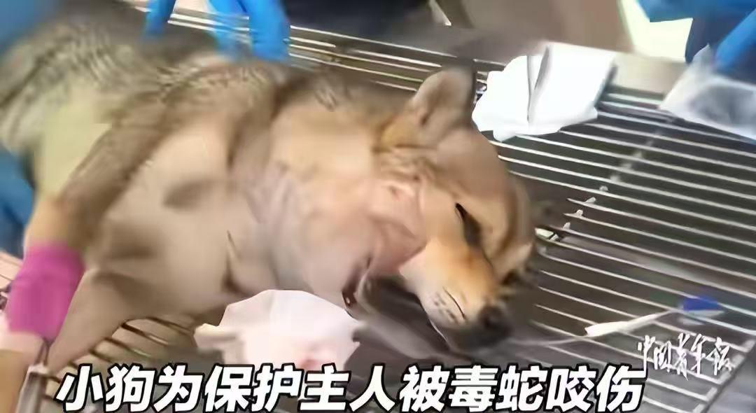 唐山忠犬勇斗毒蛇救主，事后四肢僵硬，主人送医20多天却引争议

网友评论：
核桃