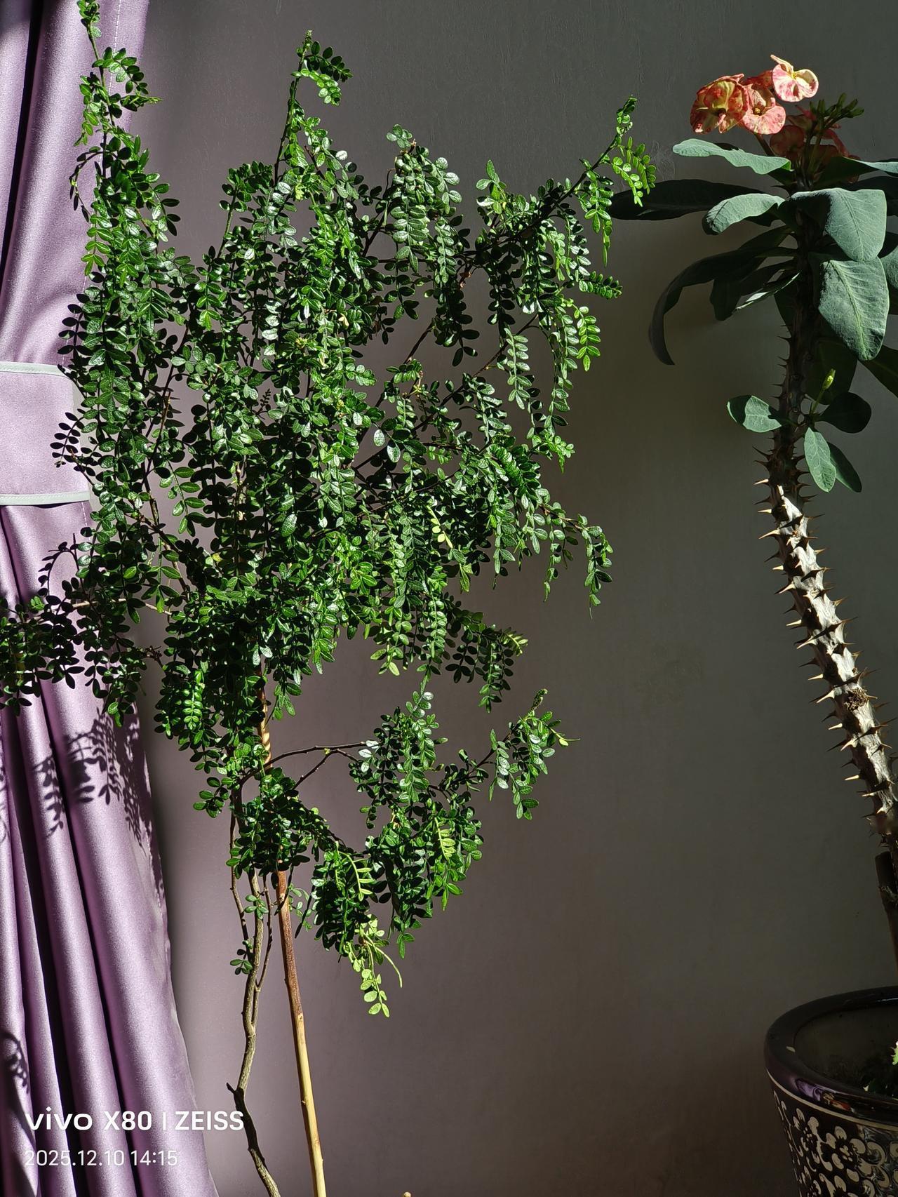 冬日暖阳下的花卉