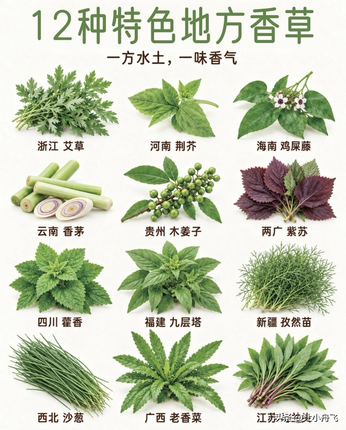 一方水土，一味香气，一方的饮食习惯。图中把国内不同区域代表性的香辛草本汇总，直观