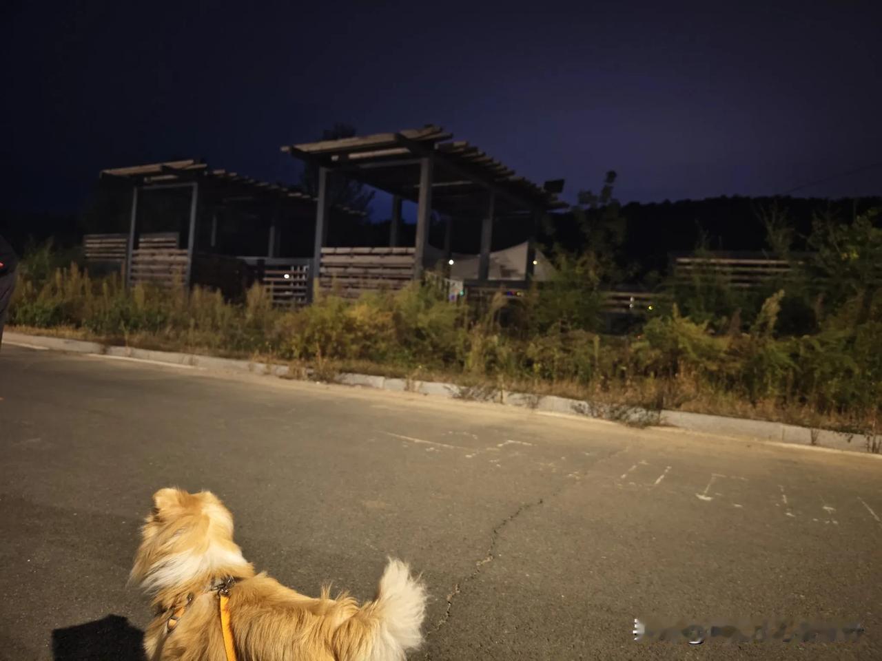 秋日生活打卡季周末的晚上，房车露营治愈系开启！关掉工作消息，开着车带狗扎营，晚风