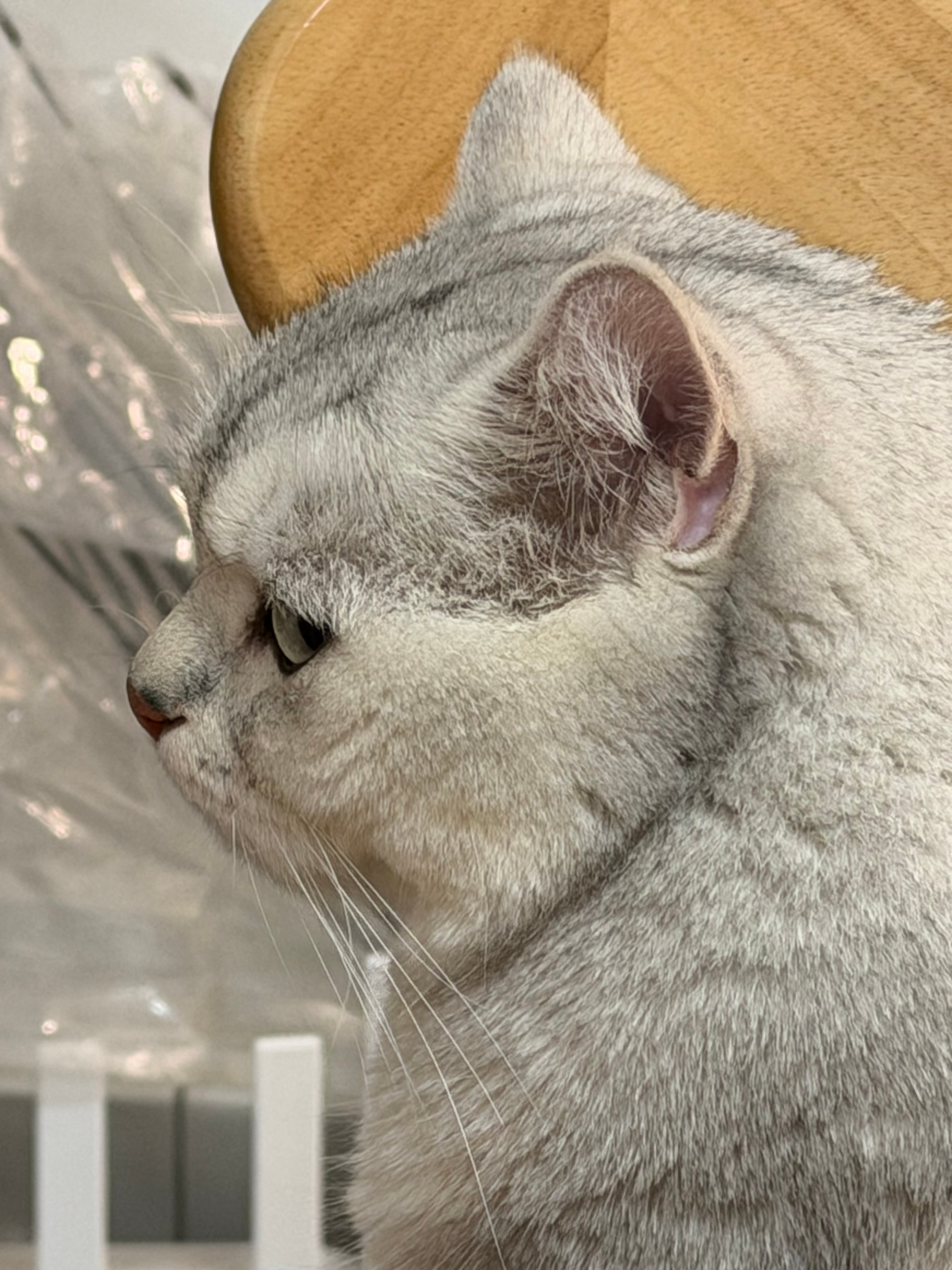 哈哈哈哈哈哈哈哈哈哈哈哈哈 两个人喝多了叫猫猫不应 