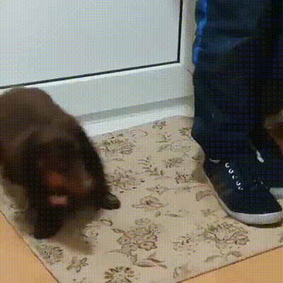 狗狗：进屋前还得擦脚吗？