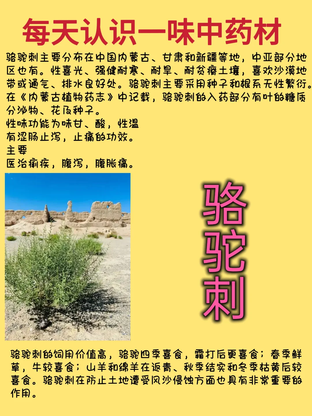 每天认识一味中药材-骆驼刺（中国西北的药）