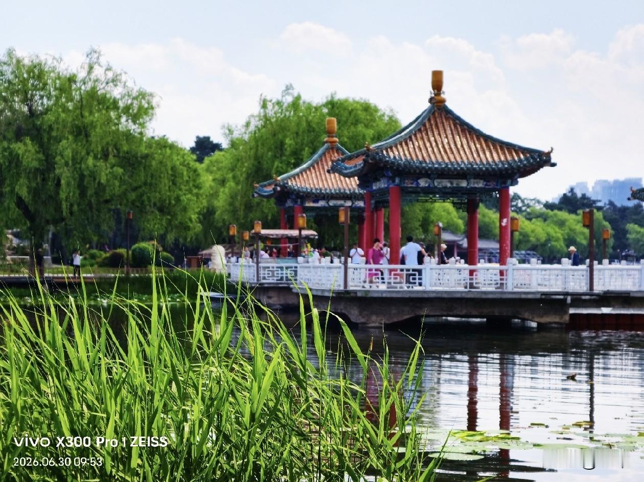 长春南湖公园随手拍。
夏日的公园里，绿柳成荫，湖边水草，荷叶翠色滿园，一朵朵白睡