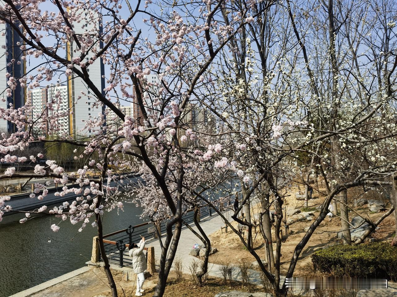 保定府河公园红旗大街大桥旁边的山桃花已盛开，迎来很多人打卡拍照。保定的春天来啦！