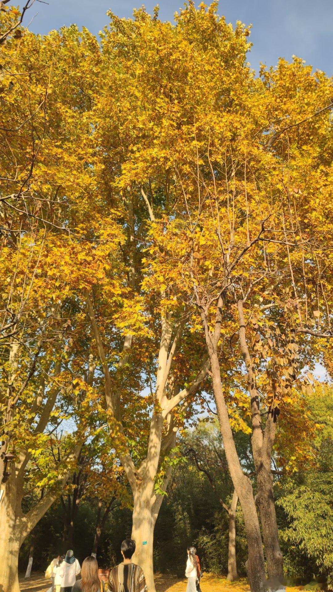 地坛公园晚秋   摄影