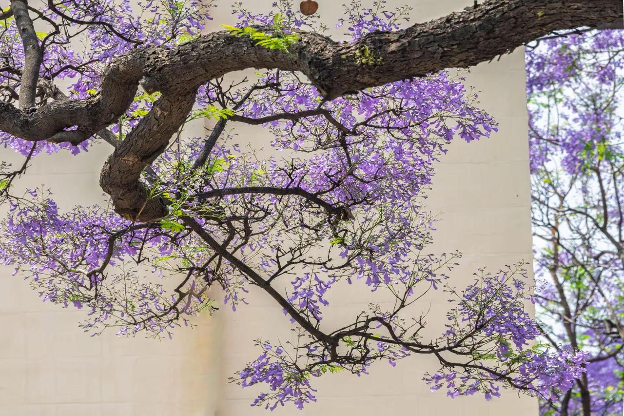 昆明教场中路蓝花楹。昆明教场中路蓝花楹
