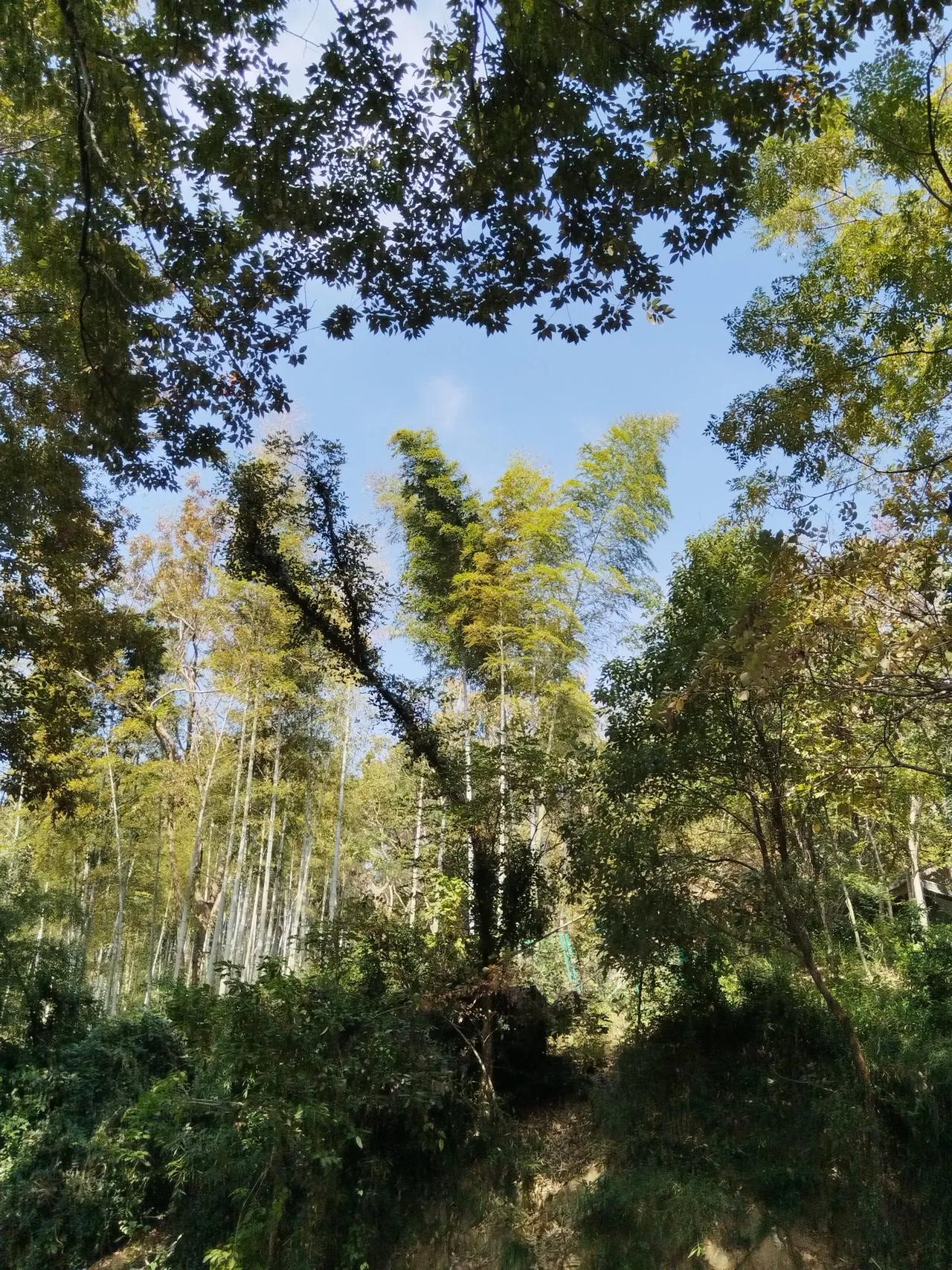 冬日生活打卡季就是喜欢爬山，大山小山都不放过，这不，我又来爬佘山了。