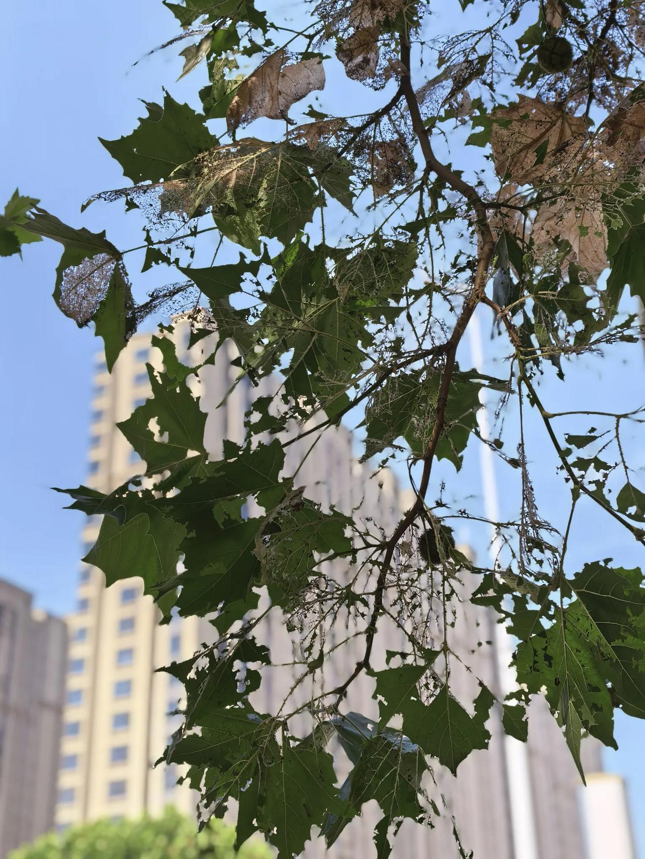 现在的病虫害，外来物种入侵有多严重了？今天早晨出门，第一次见到路边绿化带的法国梧