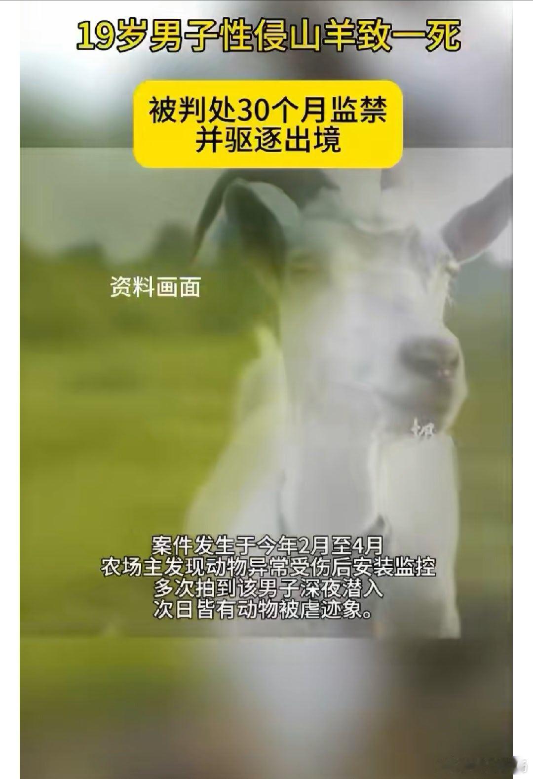 世界之大无奇不有，离谱到刷新认知！法国一名19岁男子竟潜入农场，对5只山羊+1只