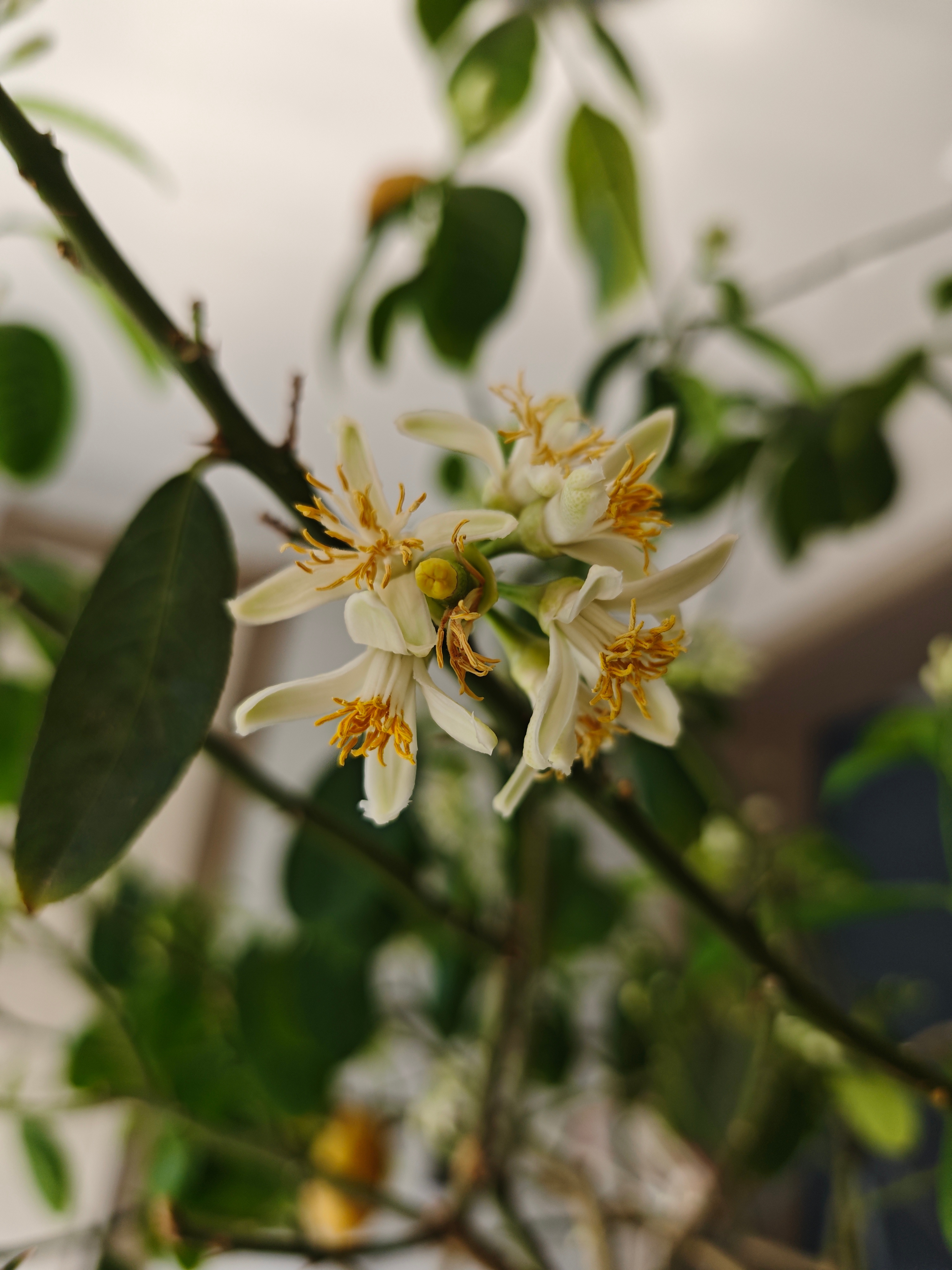 柠檬开花了，一簇里面只有中间一朵雌花，周围一圈都是雄花，这结果率