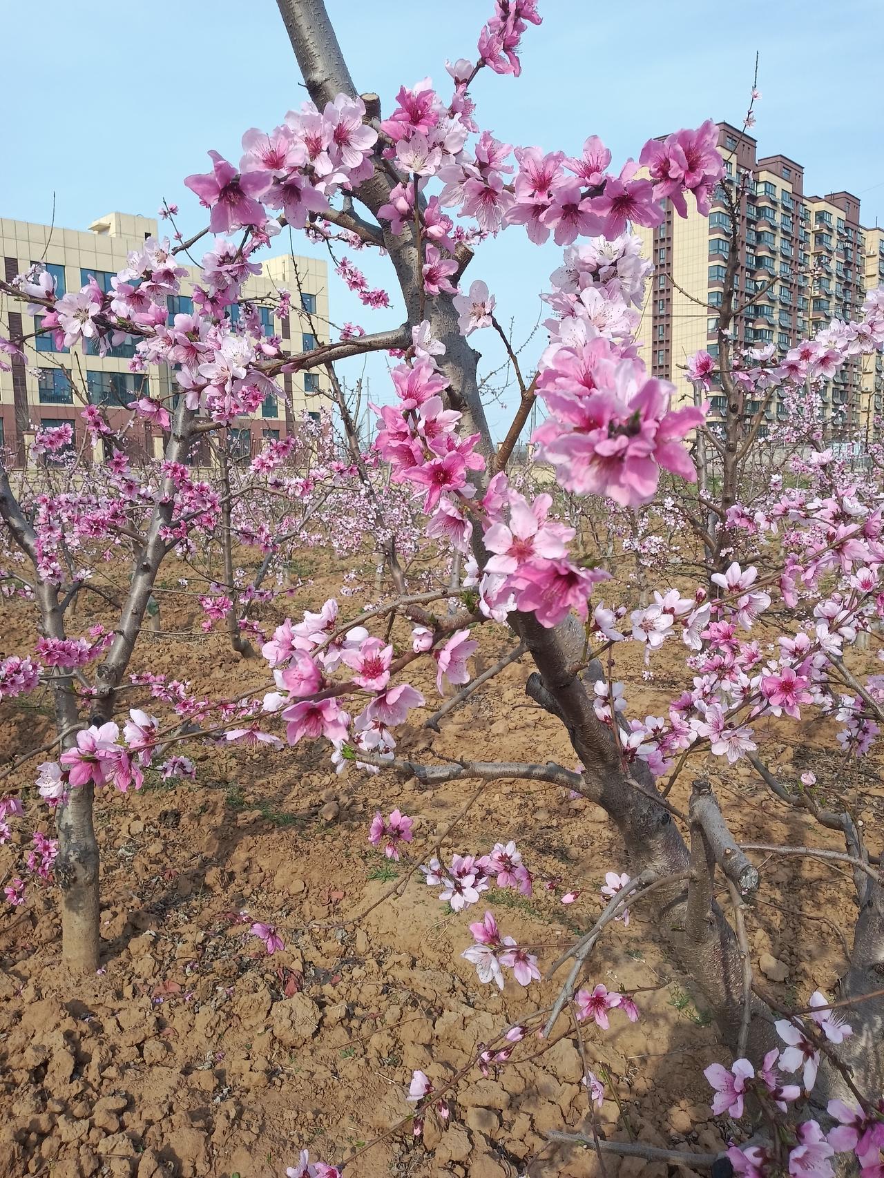 春日生活打卡季热烈祝贺“中国桃都肥城桃花节”今天开幕，欢迎各方朋友前来观花尝景。
