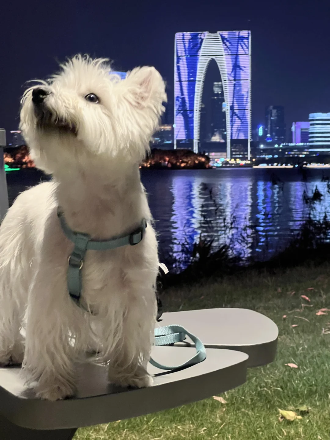 这叫什么 东方之狗吗