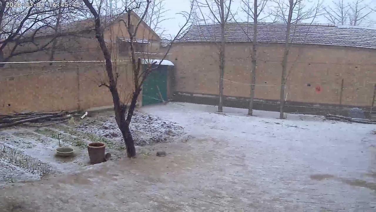 河北南部下雪了，2026年3月1日早晨六点左右至今。冬日庭院，雪花飘落，静谧而美