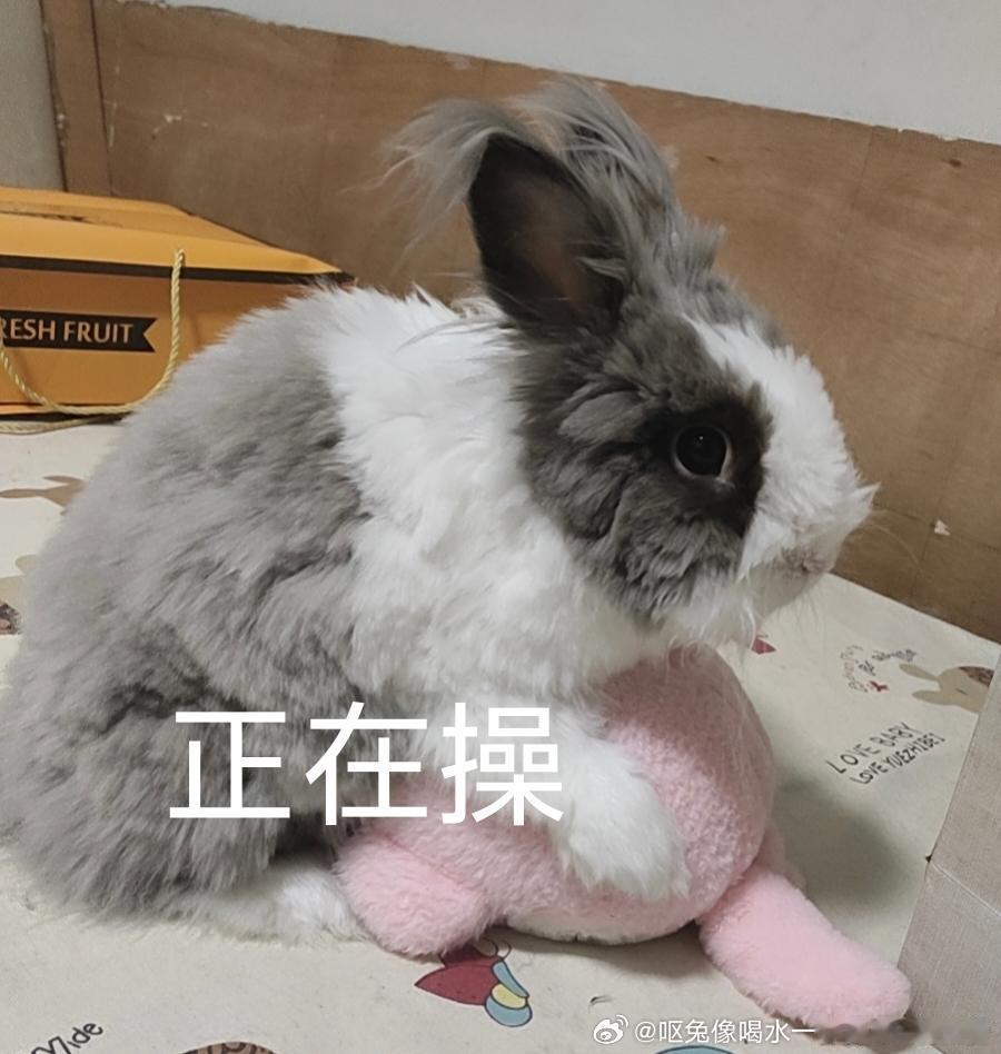 14511🐇【低素质】不知发不发得出去的坏兔表情包 