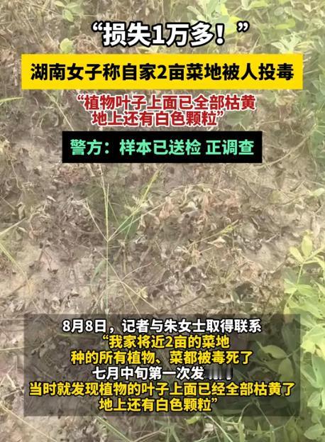 “严查到底！”湖南衡阳，一女子去自家菜地摘菜时，发现一片区域内的作物叶子全部枯黄