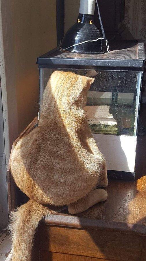 看背影：好胖的一只猫 看侧面：这真的不是猪？？