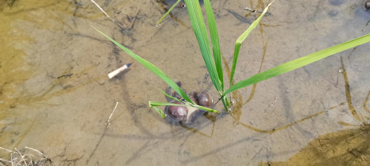 福寿螺生存能力真是强大。现在农药化肥大量使用，田里泥鳅黄鳝都少见了，福寿螺那是一