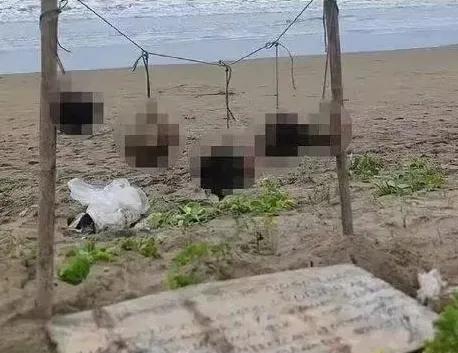 那些整天替美国洗地的人，非常适合做成“糖霜苹果”！
这话太对了，去了解一下糖霜苹