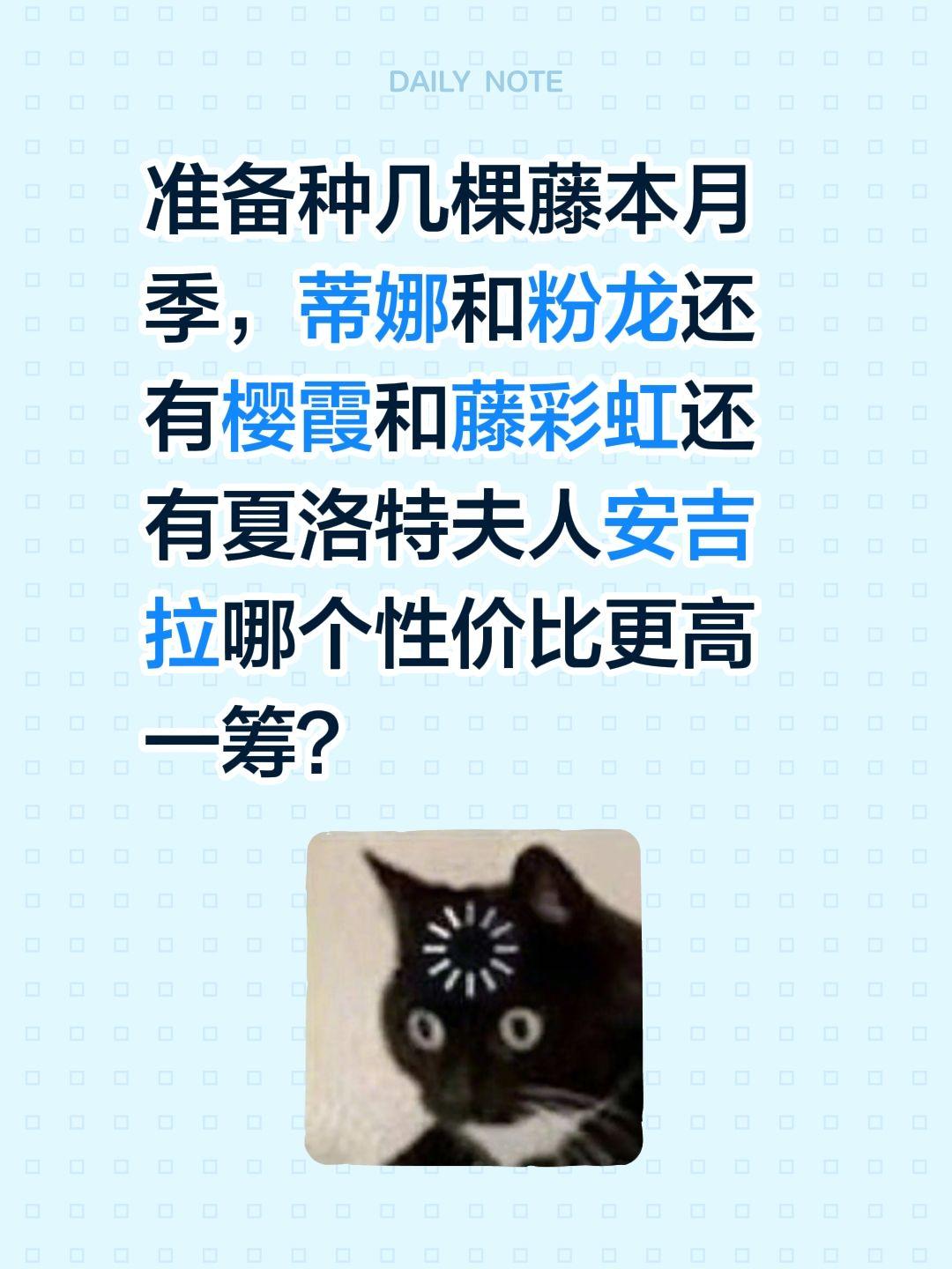 藤本月季里面哪个品种性价比最高？准备种几棵藤本月季，蒂娜和粉龙还有樱霞和藤彩虹还