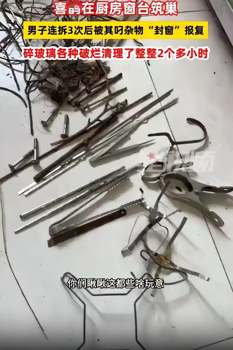 千万别随便招惹鸟类！青岛男子三次拆窝封巢，被喜鹊硬核报复到崩溃！
 
谁能想到，