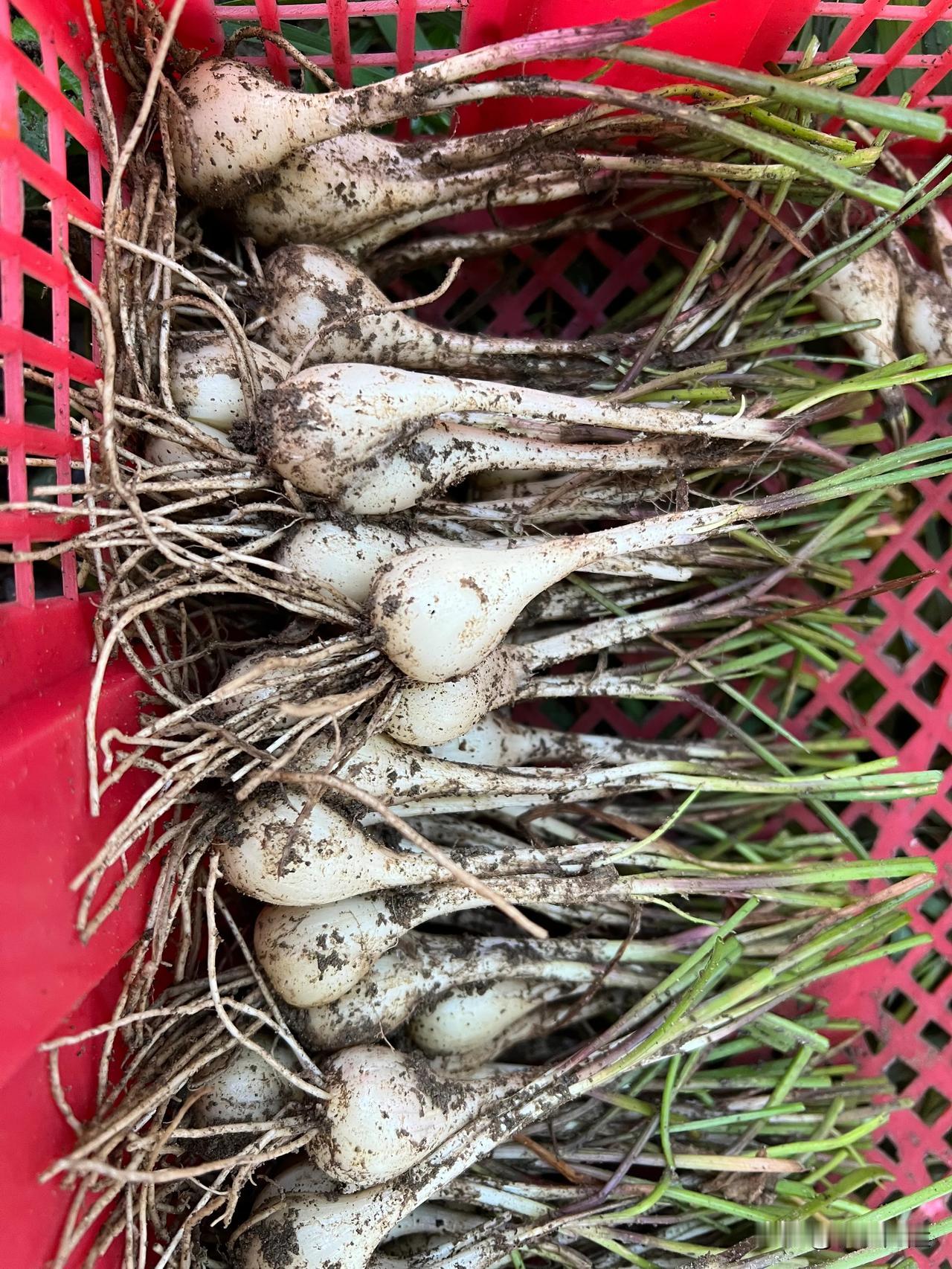 👨🏻‍🌾【蕗荞】 
刚才挖了点蕗荞头回来， 
二月份挖较嫩用作小炒， 
这