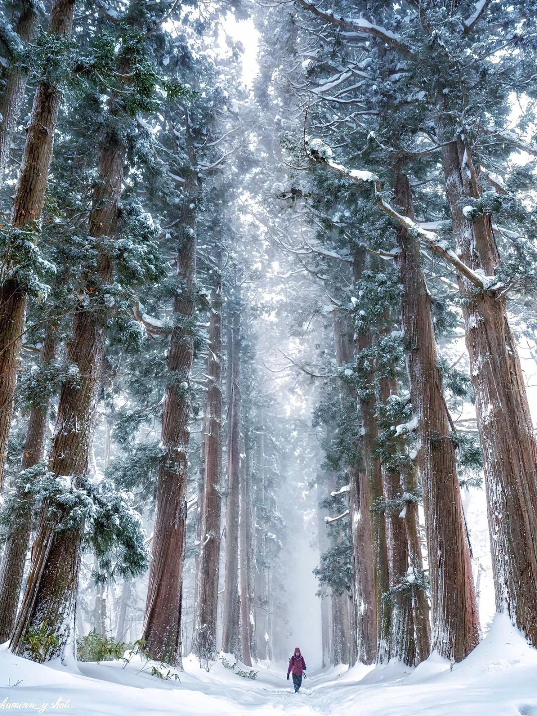 日本旅行⛩️这座神社下雪时佛进入神秘世界