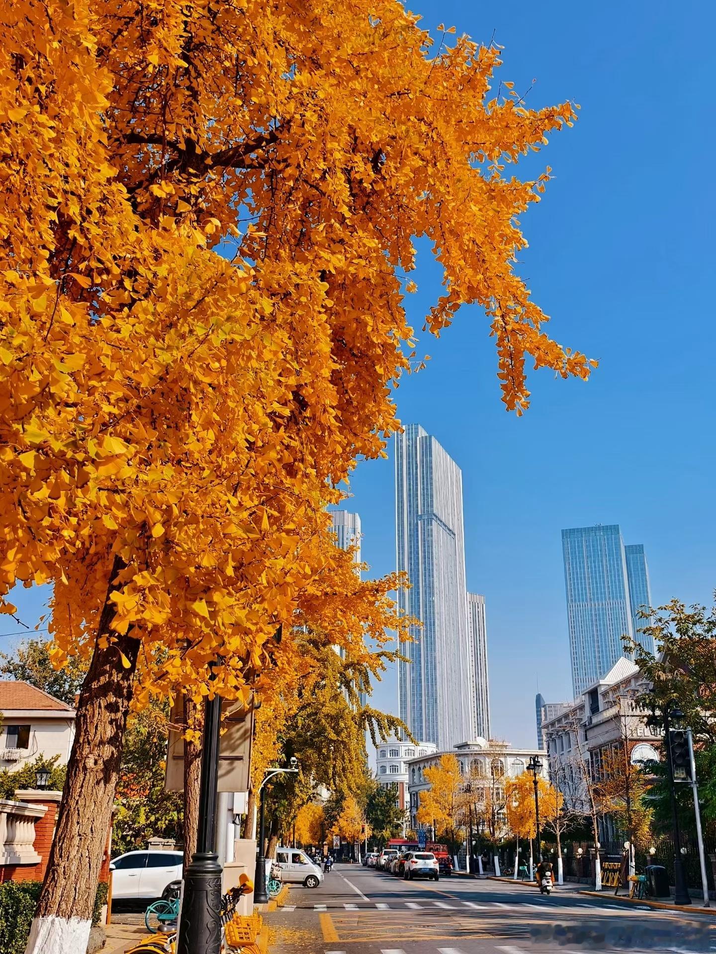 天津五大道秋色正浓！阳光灿烂，神清气爽！城市巡游记好客天津欢迎你  ​​​