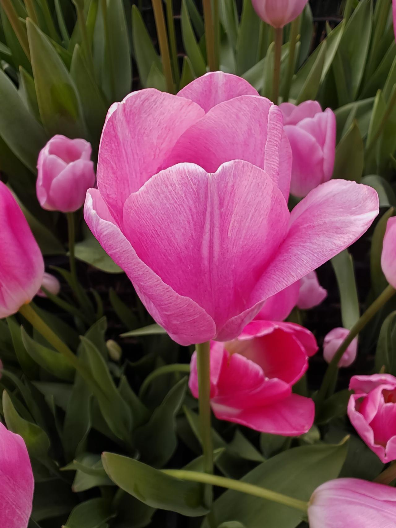 有好看的花吗！拿出来晒一晒春日里，粉郁金香正热烈盛放。画面中央的主花饱满舒展，花