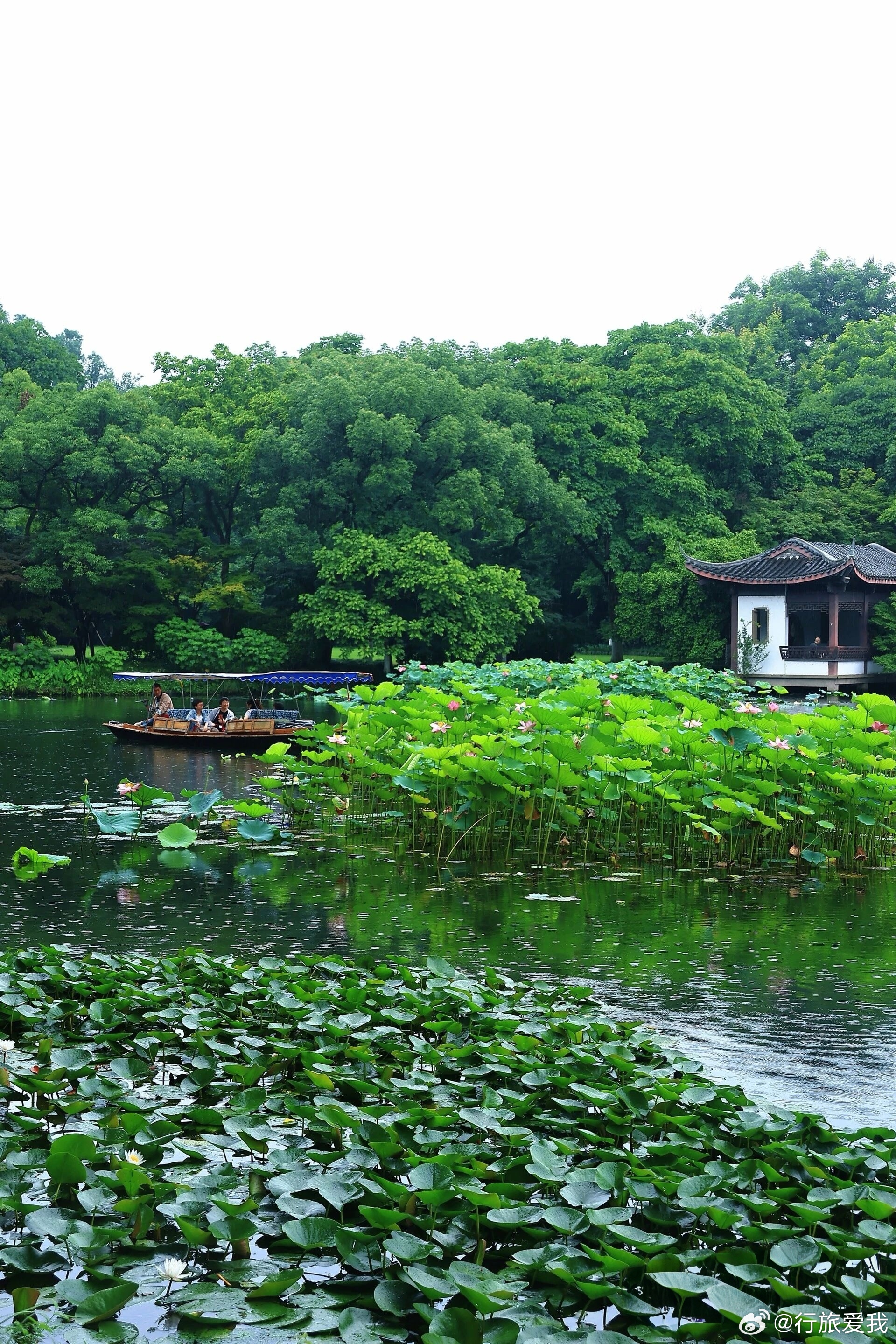 晴西湖不如雨西湖早晨漫步在曲院风荷一步一景遇见美好端午旅途见