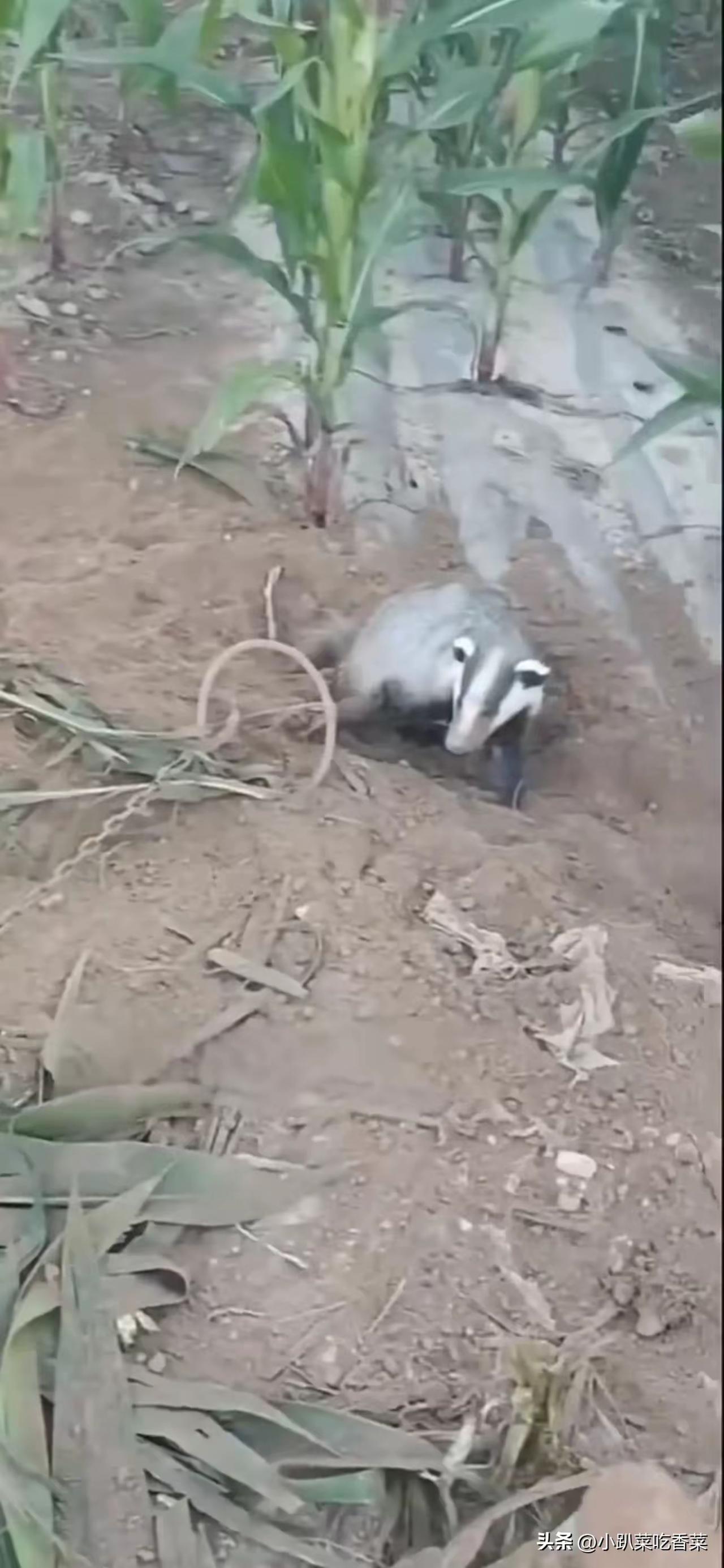 是果子狸吗？有网友称自己养过果子狸，不知他说的是真是假，希望有专家能来科普确认一