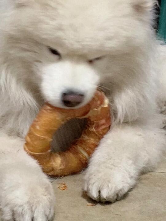 减肥嘴馋时  就看小狗吃大磨牙零食