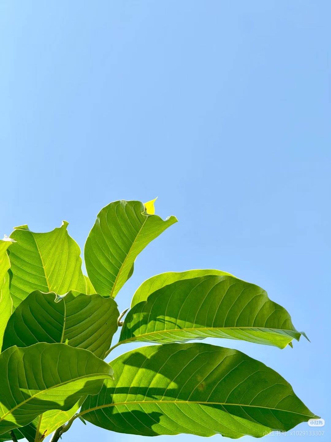 iPhone长焦 出片确实长焦好用，能打，出片!