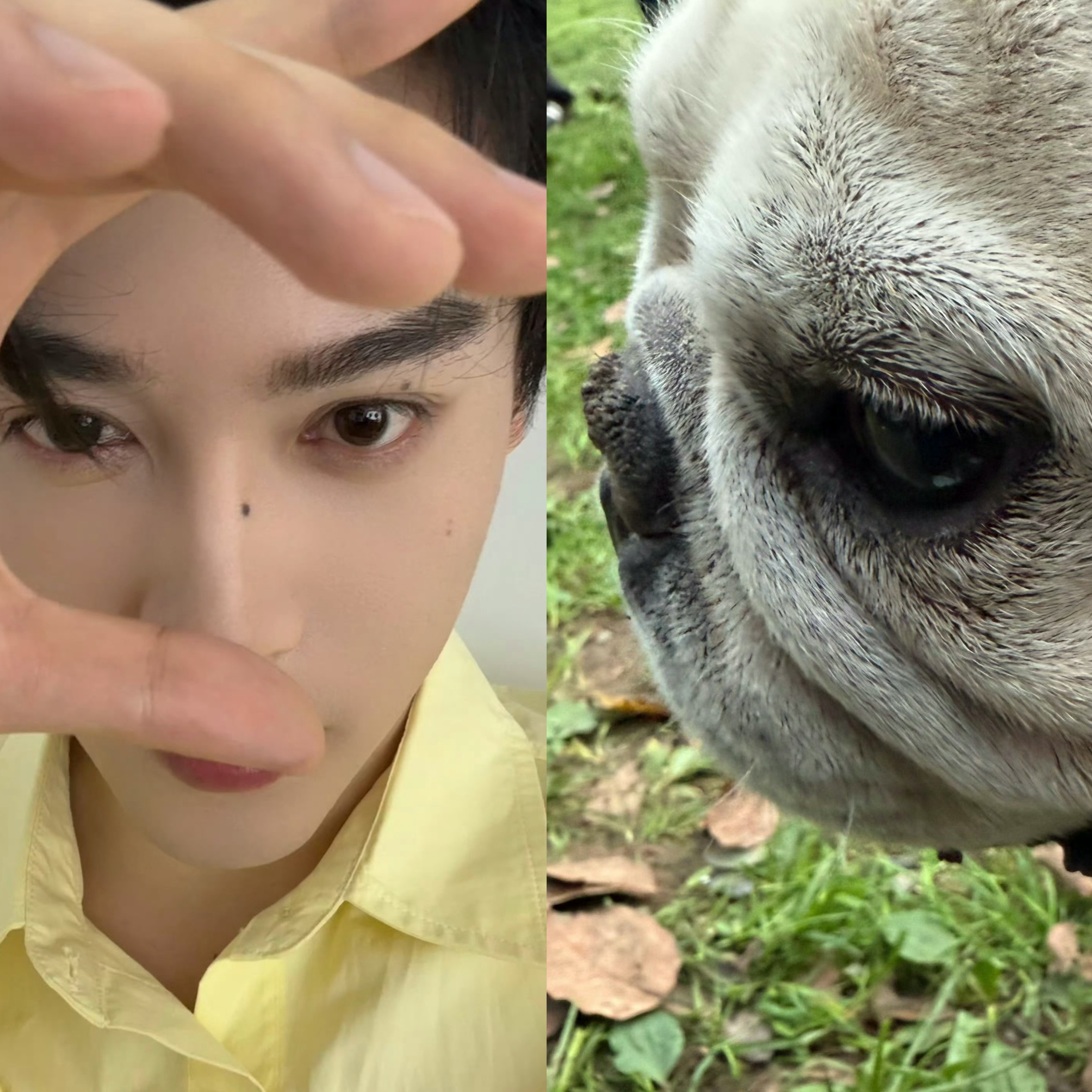 狗狗🐶～ 美萌or丑萌大作战🤣 