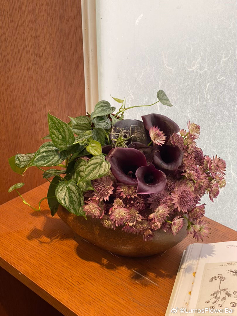 植物与花✨lumos桌花系列 ​​​