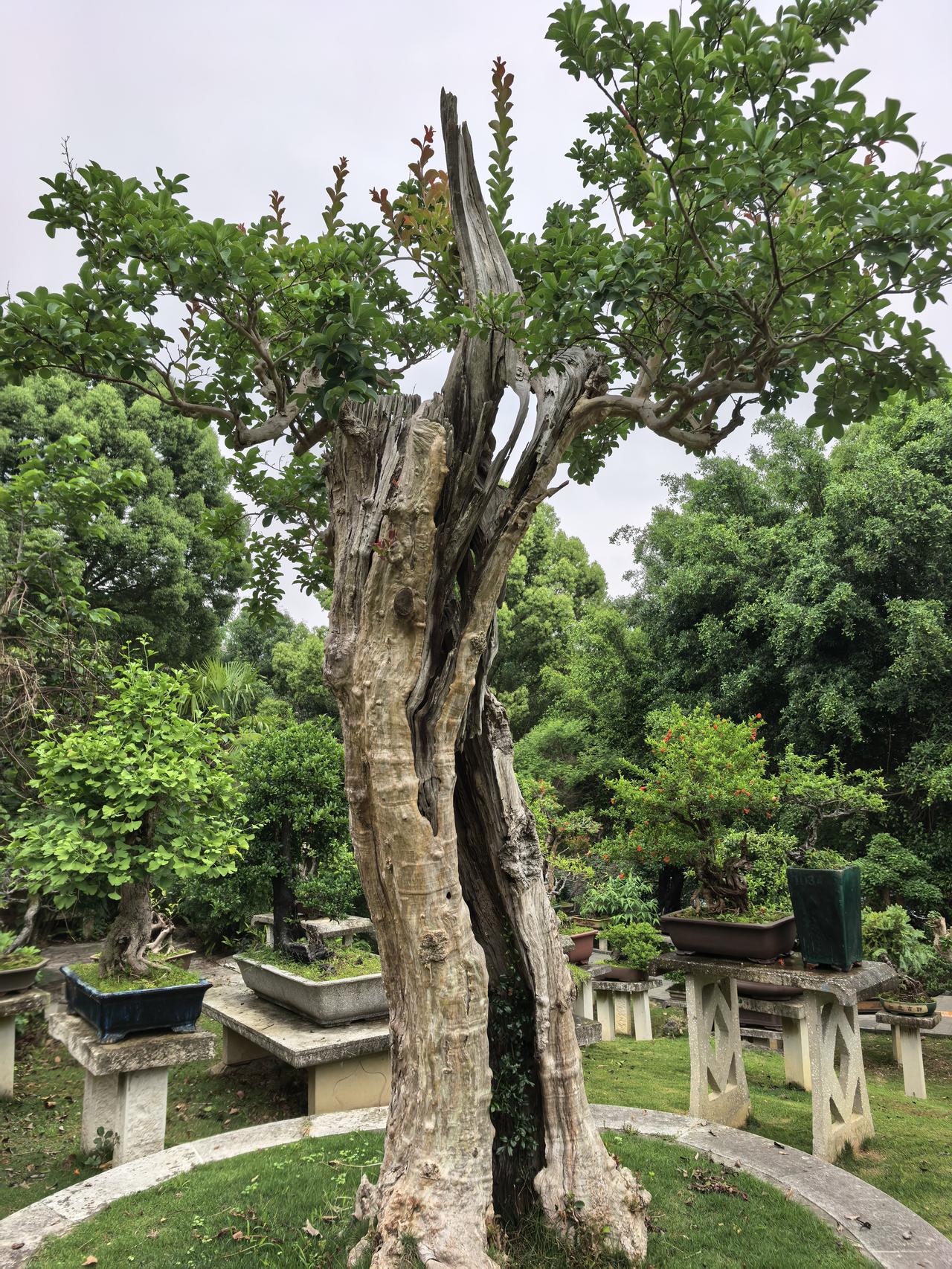 夏日生活打卡季这棵古茬盆景很难得。粗大的树身已经行成空洞，如果不看树冠，感觉是棵