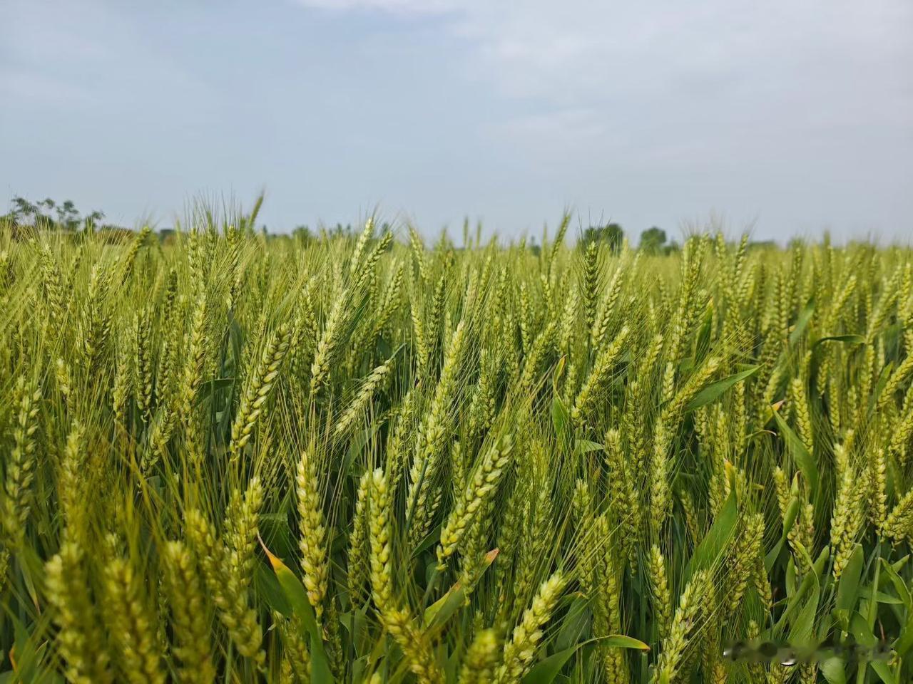 不是佛度有缘人，是没有客观条件具备的时候，哪怕很多名利加身、给到你，会害了你的。