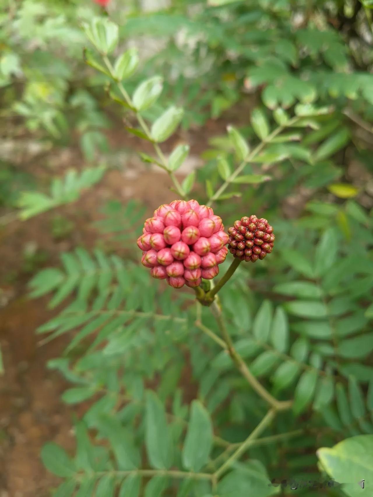 这是在厦门大学里拍到的像绒花的照片，北方从来没看见过，不知道这是什么花，也许只有