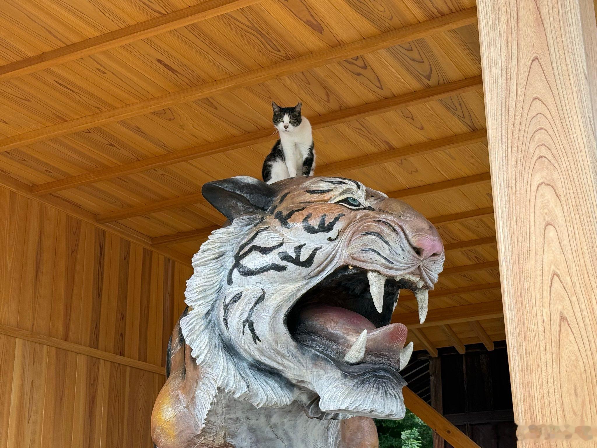 借猛虎之势，做最威风的小猫🐱🐯 