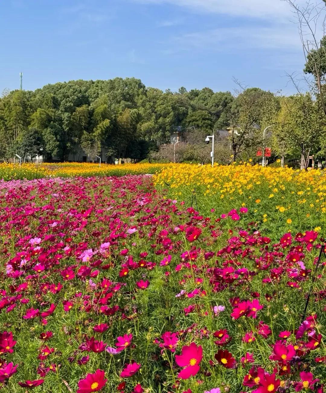 长沙赏花，这些地方真的美得出圈！
美景推荐：
1、湖南省植物园（樱花+郁金香）、