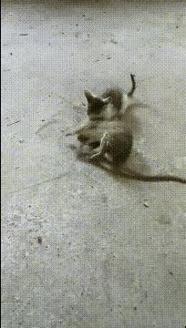 谁说大就一定赢？小猫斗硕鼠，把“一物降一物”演活了！
 
都说“卤水点豆腐，一物