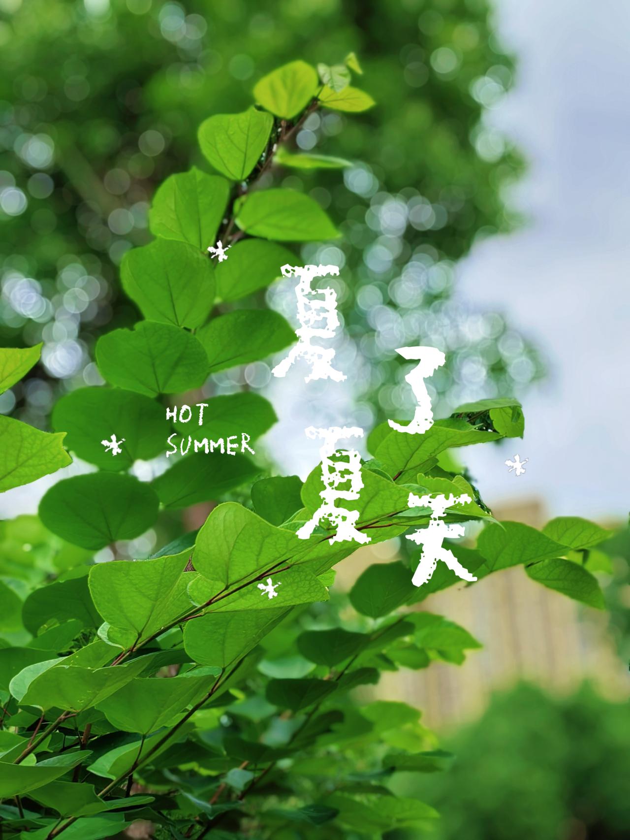 夏风穿巷，
捎来一季悠长。