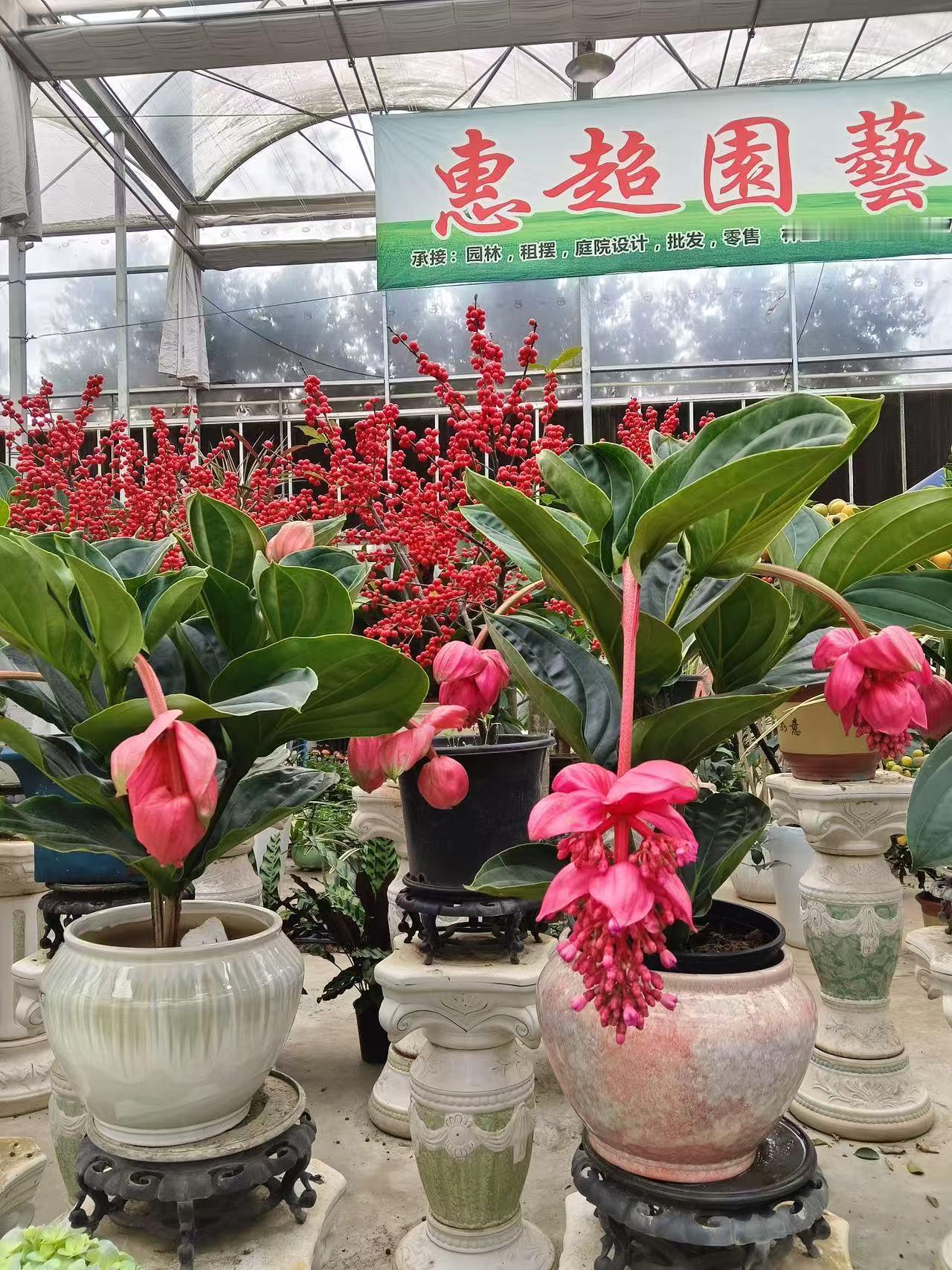 晒图笔记大赛花卉展