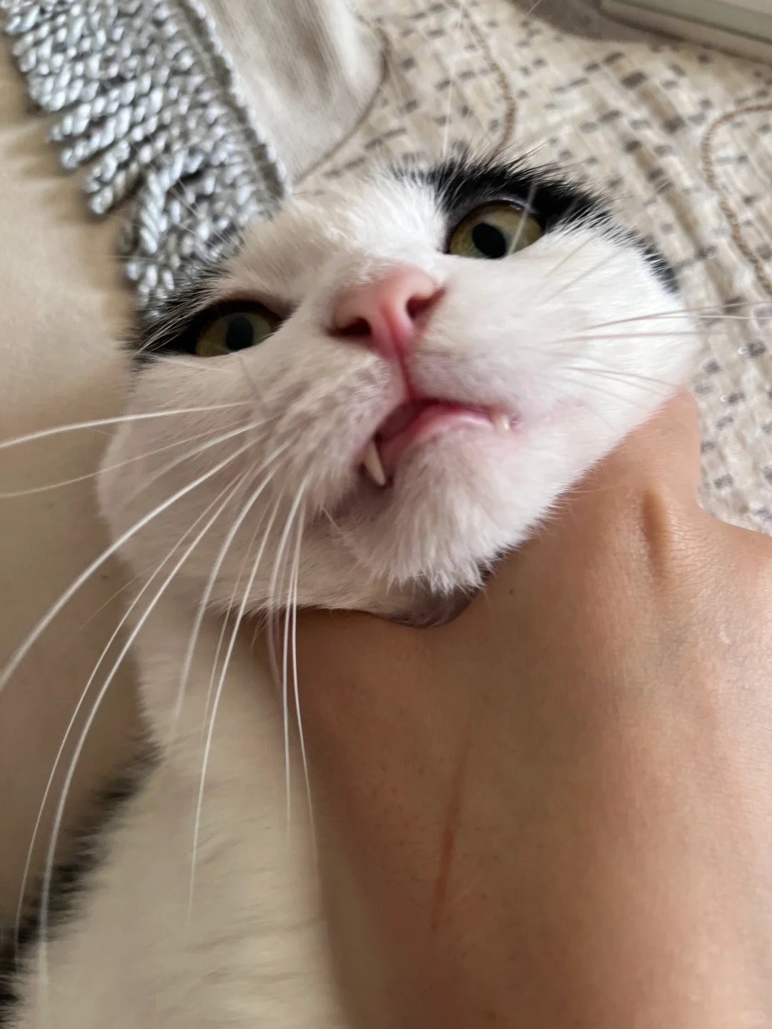 强吻一只奶牛猫需要几步