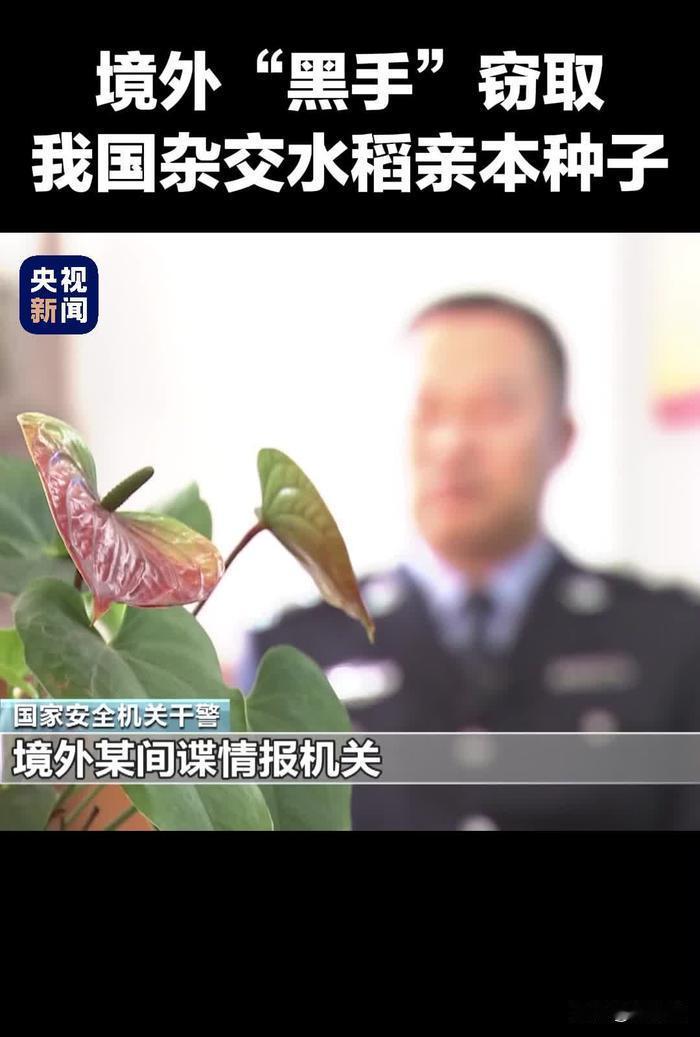 2024年4月，央视曝光的一起种业泄密案，让全网为之震怒。一桩关乎国家粮食根基的