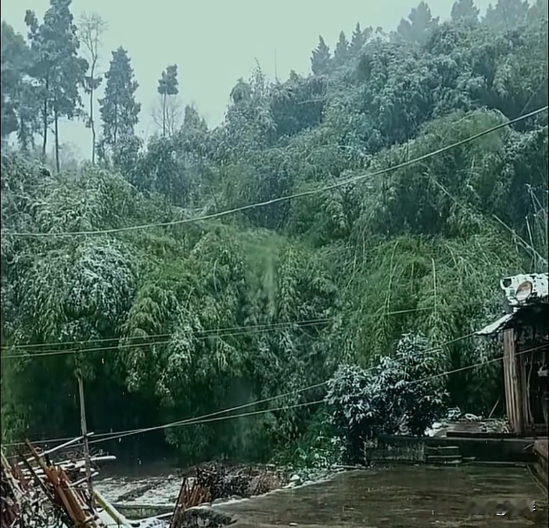 浣溪沙·山居雪意

作者:墨琴
 
翠筱堆银覆野塘，寒檐滴玉碎晨光。柴门深闭客来