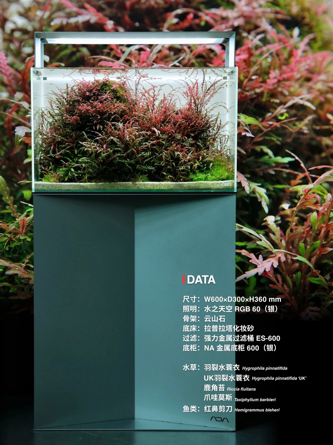 发色太好不舍得剪的UK羽裂，评论区抽了