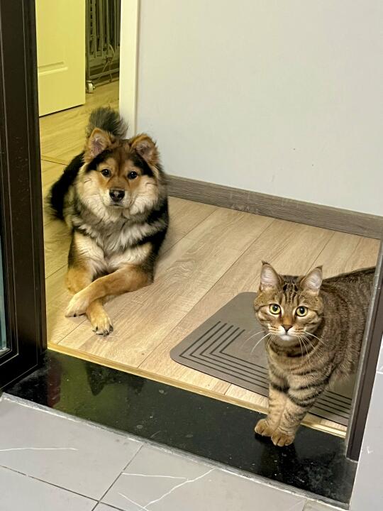 谢谢你们 但妈妈上厕所的时候真的很安全