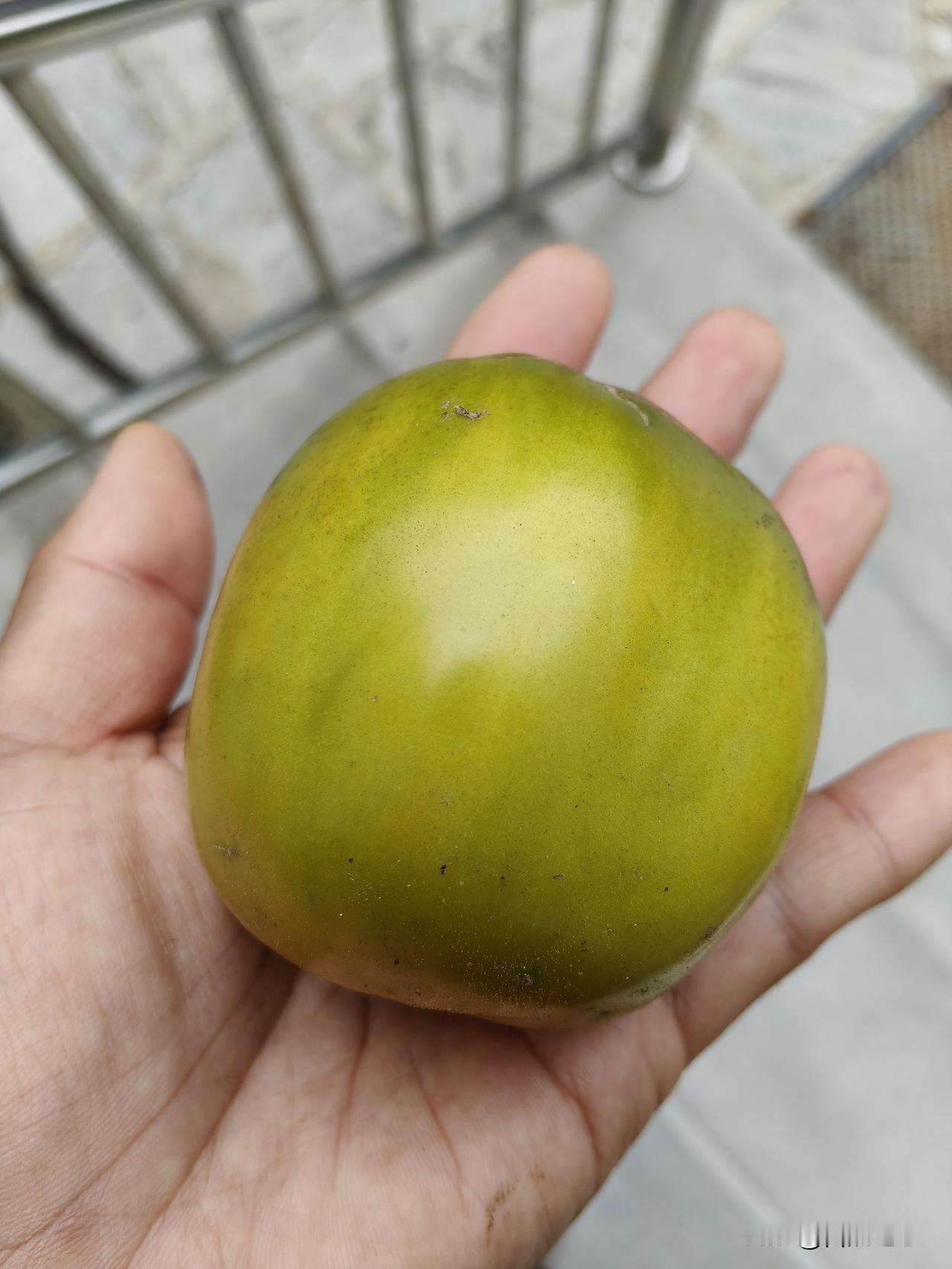 我滴个乖乖，
这西红柿地里，又种出了个特 殊品种！

春天的时候，老朋友给了三种